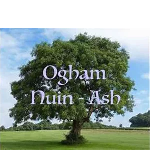 Programme NUINN